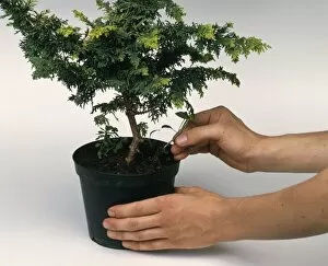 Pulling out weeds from plant pot containing small tree
