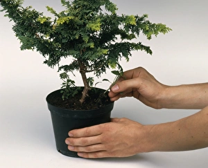 Pulling out weeds from plant pot containing small tree Pulling out weeds from plant pot containing small tree