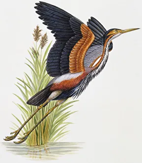 Purple heron, Ardea purpurea, taking off Purple heron, Ardea purpurea, taking off