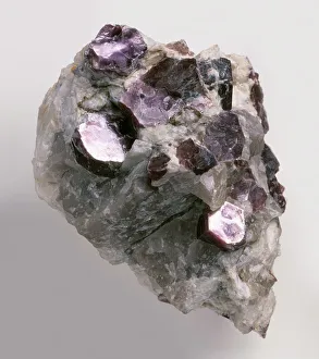 Purple lepidolite crystals in pegmatitic groundmass Purple lepidolite crystals in pegmatitic groundmass