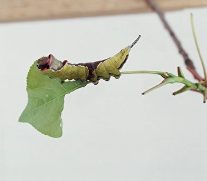 Puss moth caterpillar eating a leaf Puss moth caterpillar eating a leaf