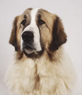 Pyrenean mastiff: head and neck only Pyrenean mastiff: head and neck only