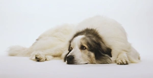 Pyrenean Mountain Dog (Canis familiaris), lying down, head resting on floor Pyrenean Mountain Dog (Canis familiaris), lying down, head resting on floor