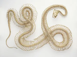<b class=qtipBold><figcaption>Python Skeleton</figcaption></b><br><em>© Dorling Kindersley/UIG</em> Python Skeleton