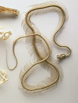 Related Images Gallery: Python skeleton, skull with lower jaw dropped, backbone entire length of body, many vertabrae