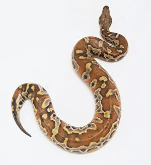 Pythonidae, Python curtus, Blood python Pythonidae, Python curtus, Blood python