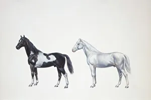 Quarter horse and appaloosa horse (Equus caballus), illustration Quarter horse and appaloosa horse (Equus caballus), illustration