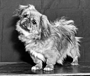 <b class=qtipBold><figcaption>A Quizzical Pekingese</figcaption></b><br>New York, New York: January, 1942. A quizzical Pekingese at the Pekingese Club Show of America. She was the winner of the puppy bitches.<br><em>© Underwood Archives/UIG</em> A Quizzical Pekingese