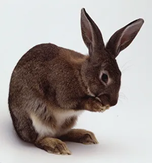 <b class=qtipBold><figcaption>Rabbit with front paws in mouth</figcaption></b><br><em>© Dorling Kindersley/UIG</em> Rabbit with front paws in mouth
