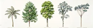 Rabo de Mico Cyathea mexicana; American Sweetgum Liquidambar styraciflua Rabo de Mico Cyathea mexicana; American Sweetgum Liquidambar styraciflua