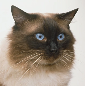 【完売品】ダイヤモンドアートクラブ　Rolo the Ragdoll Cat 完売品】ダイヤモンドアートクラブ Rolo the Ragdoll Cat