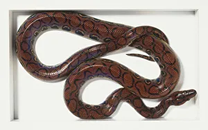 Rainbow boa (Epicartes cenchria) curled up, view from above