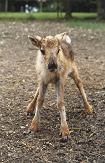 Rangifer tarandus, standing Reindeer Calf, front view Rangifer tarandus, standing Reindeer Calf, front view