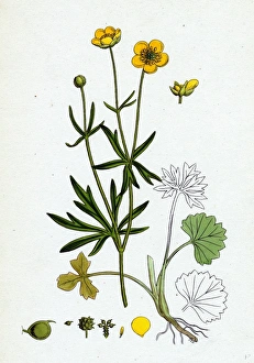 Ranunculus auricornus, Wood Crowfoot
