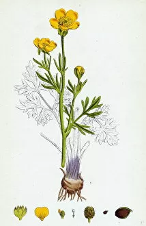Ranunculus bulbosus, Bulbous Crowfoot