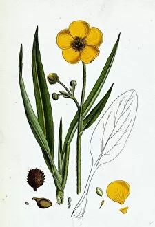 Ranunculus Lingua, Greater Spearwort