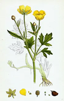 Ranunculus repens, Creeping Crowfoot
