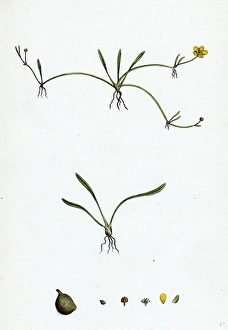 Ranunculus reptans, Creeping Spearwort