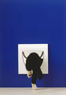 Rear view of black and white kitten disappearing through cat flap, one hind leg on floor Rear view of black and white kitten disappearing through cat flap, one hind leg on floor