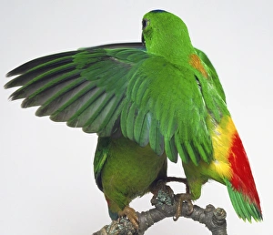Rear view of a Blue-Crowned Hanging-Parrot cock spreading its wings in front of a female Rear view of a Blue-Crowned Hanging-Parrot cock spreading its wings in front of a female