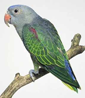 Rear View of Blue-Rumped Parrot Art Prints, Posters