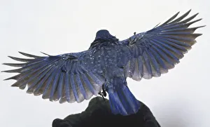 Rear view of a Blue Whistling Thrush in flight and about to land on a moss-covered tree Rear view of a Blue Whistling Thrush in flight and about to land on a moss-covered tree