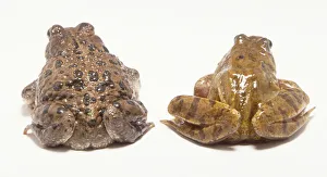 Rear view of European Green Toad (Bufo viridis) and European Common Frog (Rana temporaria) Rear view of European Green Toad (Bufo viridis) and European Common Frog (Rana temporaria)