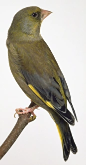Side rear view of a European Greenfinch with head in profile, perching on a narrow branch Side rear view of a European Greenfinch with head in profile, perching on a narrow branch