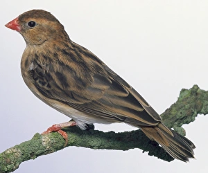 Side rear view of a female Shaft-Tailed Whydah, perching on a lichen-covered branch Side rear view of a female Shaft-Tailed Whydah, perching on a lichen-covered branch