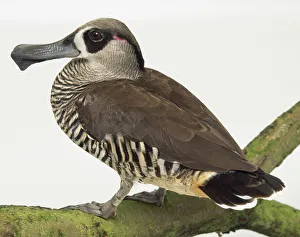 Rear side view of a Pink-Eared Duck, sometimes referred to as the zebra duck Rear side view of a Pink-Eared Duck, sometimes referred to as the zebra duck