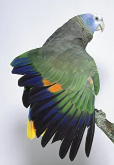 Rear view of a St Vincent Amazon Parrot, Amazona guildingii, Green Phase Rear view of a St Vincent Amazon Parrot, Amazona guildingii, Green Phase