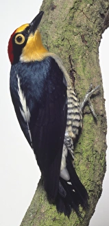 Rear view of a Yellow-Fronted Woodpecker, clinging to a lichen-covered branch Rear view of a Yellow-Fronted Woodpecker, clinging to a lichen-covered branch