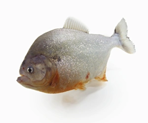 Red-bellied Piranha, Serrasalmus nattereri, a Red Piranha with stocky body and jutting jaw Red-bellied Piranha, Serrasalmus nattereri, a Red Piranha with stocky body and jutting jaw