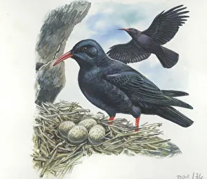 Red-billed Chough Pyrrhocorax pyrrhocorax in nest with eggs, illustration Red-billed Chough Pyrrhocorax pyrrhocorax in nest with eggs, illustration