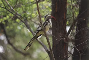 Red-billed Woodhoopoe, Phoeniculus purpureus, with vivid red beak, perching in tree Red-billed Woodhoopoe, Phoeniculus purpureus, with vivid red beak, perching in tree