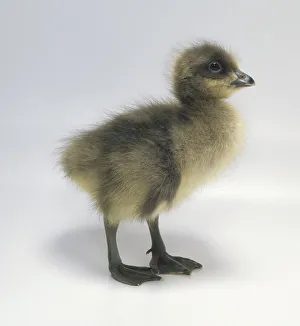 Red-breasted goose (Branta ruficollis), 2-day-old gosling, standing, side view Red-breasted goose (Branta ruficollis), 2-day-old gosling, standing, side view