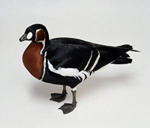 Red-Breasted Goose (Red-Breasted Goose) showing natural pattern in dark plumage striped Red-Breasted Goose (Red-Breasted Goose) showing natural pattern in dark plumage striped