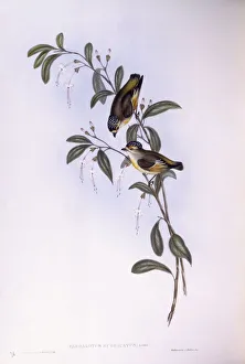 Red-browed pardalote (Pardalotus rubricatus), Engraving by John Gould Red-browed pardalote (Pardalotus rubricatus), Engraving by John Gould
