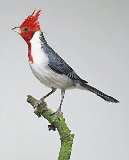 Red-crested Cardinal (Paroaria coronata) perched on branch, side view Red-crested Cardinal (Paroaria coronata) perched on branch, side view