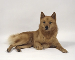 Red Finnish Spitz lying down showing double coat typical of the breed Red Finnish Spitz lying down showing double coat typical of the breed