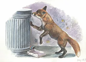 Red fox Vulpes vulpes looking for food in a garbage bin, illustration