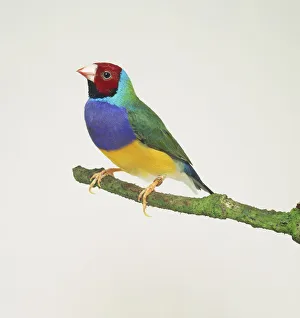 Red-headed Gouldian Zebra Finch (Erythrura gouldiae), side view Red-headed Gouldian Zebra Finch (Erythrura gouldiae), side view