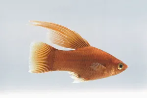 Red Hi-Fin Platy (Xiphophorus maculatus) fish, side view