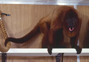 Red Howler Monkey, Alouatta seniculus, rich red fur, standing Red Howler Monkey, Alouatta seniculus, rich red fur, standing