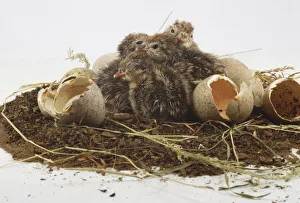 Red-legged Partridge, Alectoris rufa, chicks in nest among broken egg shells, front view Red-legged Partridge, Alectoris rufa, chicks in nest among broken egg shells, front view