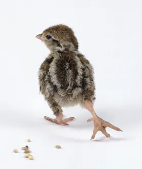 Red-legged partridge (Alectoris rufa) chick walking, rear view Red-legged partridge (Alectoris rufa) chick walking, rear view