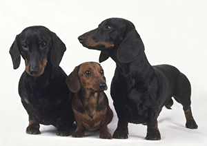 Red Miniature Smooth Haired Dachshund sitting between two black Red Miniature Smooth Haired Dachshund sitting between two black