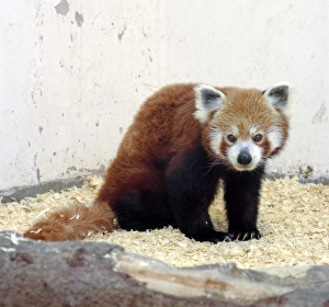 Red panda (Ailurus fulgens), looking at camera Red panda (Ailurus fulgens), looking at camera