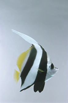 Red Sea Bannerfish (Heniochus intermedius) Red Sea Bannerfish (Heniochus intermedius)
