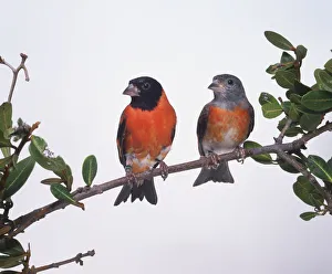 Two Red Siskin birds (Carduelis cucullata) on a leafy branch, front view Two Red Siskin birds (Carduelis cucullata) on a leafy branch, front view